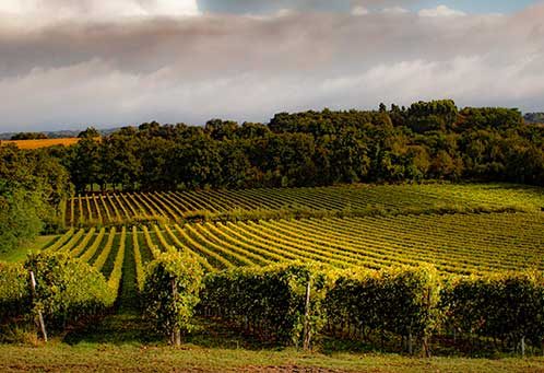 Floc-de-gascogne-vignes