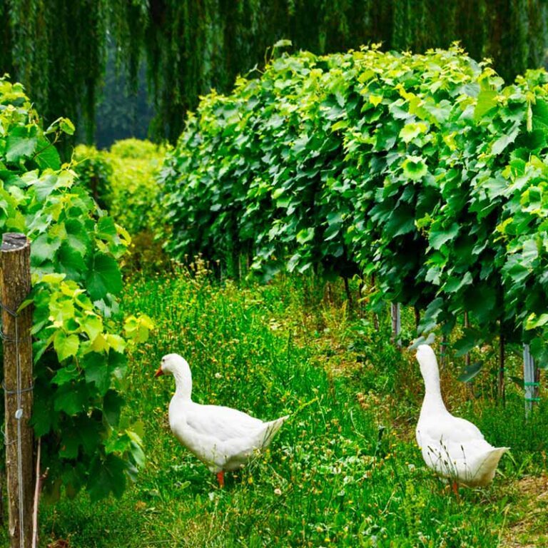 oenotourisme-floc-de-gascogne-vignes