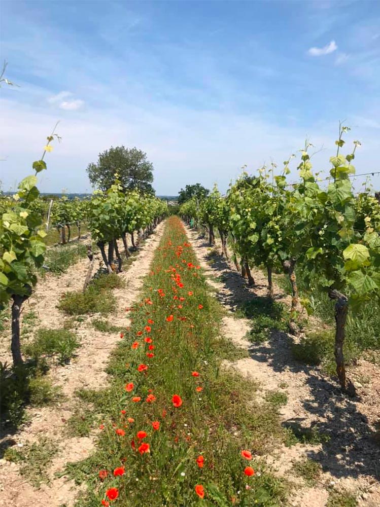 producteur-ferme-gagnet-floc-de-gascogne-vigne