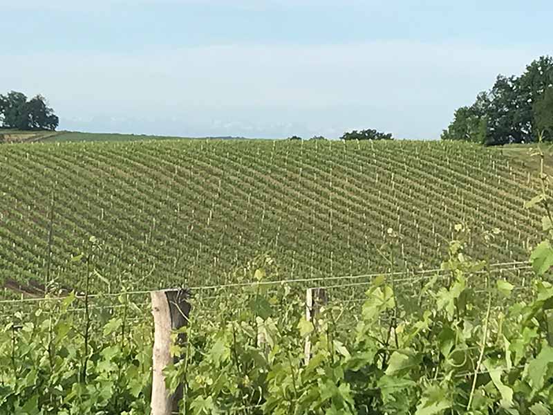 Domaine-de-Rome-Floc-Gascogne-vignes