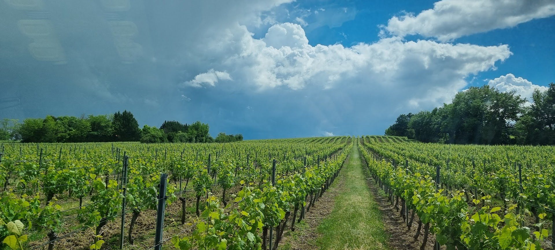vigne de gros manseng